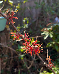 Attēlu rezultāti vaicājumam “Hamamelis vernalis flower”