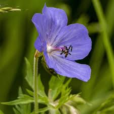 Attēlu rezultāti vaicājumam “Geranium pratense”