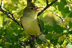 Image result for Hippolais polyglotta