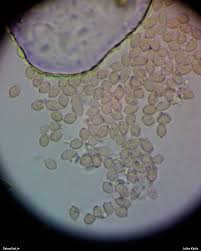 Attēlu rezultāti vaicājumam “Licea chelonoides spores”
