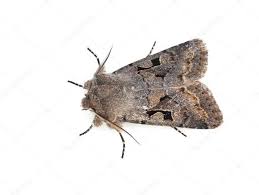 Attēlu rezultāti vaicājumam “Orthosia gothica”