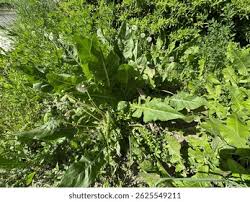 Attēlu rezultāti vaicājumam “Armoracia rusticana”