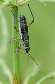 Attēlu rezultāti vaicājumam “Nabis limbatus”