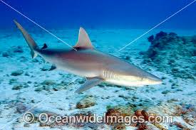 Image result for Carcharhinus acronotus