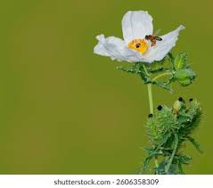 Attēlu rezultāti vaicājumam “Papaver argemone”