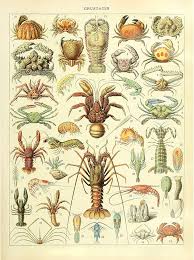 Attēlu rezultāti vaicājumam “Crustacea”