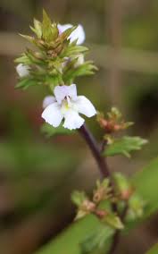 Attēlu rezultāti vaicājumam “Euphrasia”
