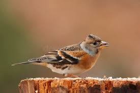 Attēlu rezultāti vaicājumam “Fringilla montifringilla male”