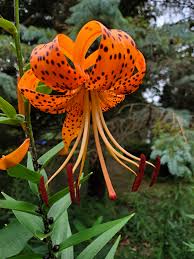 Attēlu rezultāti vaicājumam “Lilium lancifolium”