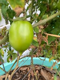Afbeeldingsresultaat voor amish paste tomato