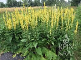 Image result for Königskerzen