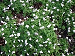 Image result for Buschwindröschen