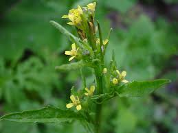 Attēlu rezultāti vaicājumam “Sisymbrium loeselii flower”