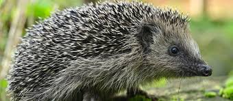 Image result for Igel