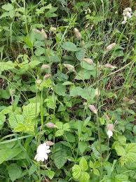 Attēlu rezultāti vaicājumam “Silene latifolia subsp. alba flower”