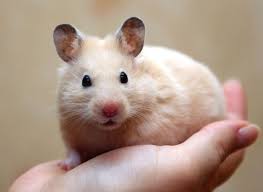 Image result for хомяк