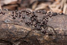 Attēlu rezultāti vaicājumam “Diderma subviridifuscum spores”