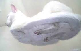 Cat on a glass table - Picture - 80566671