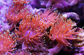 Image result for sea Anemone