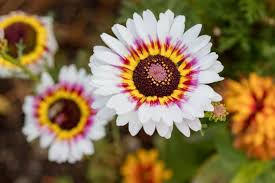 Image result for Chrysanthemum ptarmiciflorum