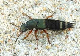 Attēlu rezultāti vaicājumam “Platydracus fulvipes”