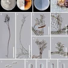 Attēlu rezultāti vaicājumam “Biscogniauxia granmoi”