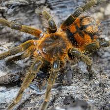 Attēlu rezultāti vaicājumam “Perichaena sp.”