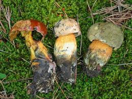 Attēlu rezultāti vaicājumam “Boletus luridus”