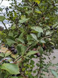 Attēlu rezultāti vaicājumam “Crataegus douglasii”