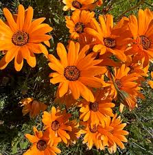 Image result for Dimorphotheca sinuata