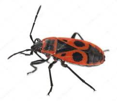 Attēlu rezultāti vaicājumam “Pyrrhocoris apterus nymph”