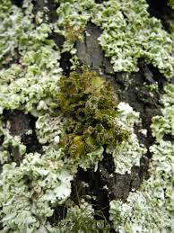 Attēlu rezultāti vaicājumam “Tuckermannopsis chlorophylla”