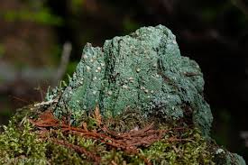 Attēlu rezultāti vaicājumam “Icmadophila ericetorum”