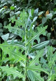 Attēlu rezultāti vaicājumam “Lactuca serriola”