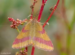 Attēlu rezultāti vaicājumam “Lythria cruentaria”