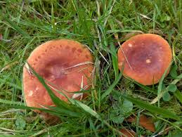 Attēlu rezultāti vaicājumam “Lactarius lygniotus”