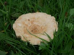 Attēlu rezultāti vaicājumam “Symphytocarpus flaccidus plasmodium”