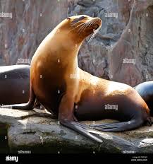 Image result for Zalophus californianus