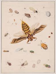 Attēlu rezultāti vaicājumam “Abraxas grossulariata pupa”