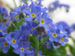 Image result for Myosotis sylvatica