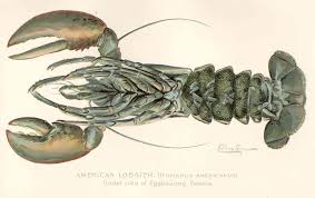 Image result for Homarus americanus