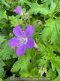 Attēlu rezultāti vaicājumam “Geranium sylvaticum bud”