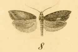 Attēlu rezultāti vaicājumam “Ypsolopha asperella”