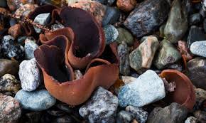 Attēlu rezultāti vaicājumam “Peziza badia”