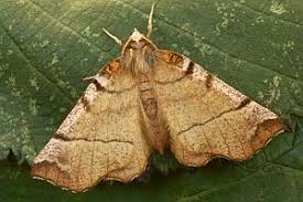 Attēlu rezultāti vaicājumam “Selenia dentaria”