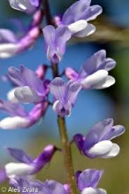 Attēlu rezultāti vaicājumam “Vicia tenuifolia”