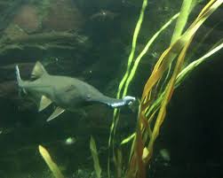 Image result for Polyodon spathula