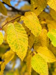 Attēlu rezultāti vaicājumam “Carpinus betulus leaf”