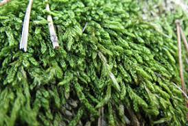 Attēlu rezultāti vaicājumam “Hypnum cupressiforme var. filiforme”