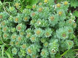 Attēlu rezultāti vaicājumam “Rhodiola rosea flower”
